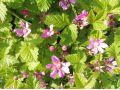 Rubus arcticus 