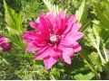 Rubus spectabilis 