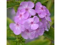 Phlox paniculata 