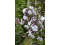 Phlox paniculata 