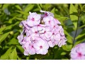 Phlox paniculata 