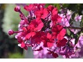 Phlox paniculata 
