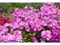 Phlox paniculata 
