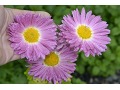 Chrysanthemum ( Dendranthema ) 