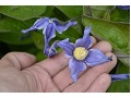 Clematis integrifolia 