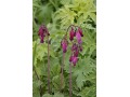 Dicentra formosa 