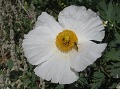 Romneya coulteri - tzv. kalifornský keřový mák
