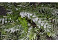 Cyrtomium falcatum - srpovice