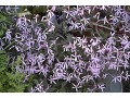 Gillenia trifoliata 