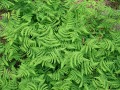 Gymnocarpium dryopteris 
