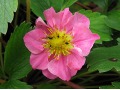 Fragaria hybr.  