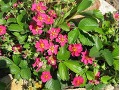 Fragaria hybr.  