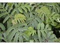 Melianthus major - medokvět širolistý