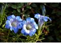 Gentiana sino-ornata - hořec ozdobný, čínský, podzimní