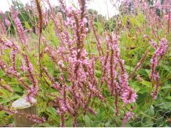 Persicaria amplexicaulis 