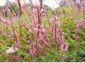 Persicaria amplexicaulis 