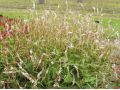 Persicaria amplexicaulis 