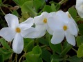 Phlox stolonifera 