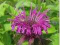 Monarda 