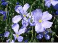 Linum perenne Nanum 