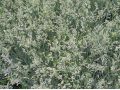 Festuca cinerea 