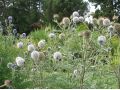Echinops sphaerocephalus 