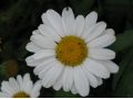 Leucanthemum x maximum 