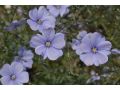Linum austriacum - len rakouský