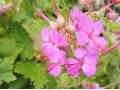 Geranium macrorrhizum 