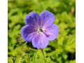 Geranium himalayense 