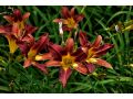 Hemerocallis 