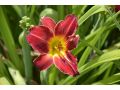 Hemerocallis 