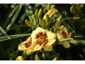 Hemerocallis 