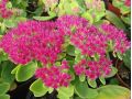 Sedum spectabile 