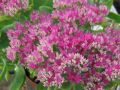 Sedum spectabile 