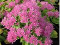 Sedum spectabile 