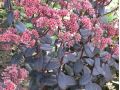 Sedum 