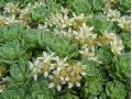 Sedum pachyclados - rozchodník