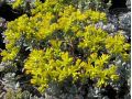 Sedum spathulifolium 