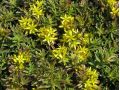 Sedum middendorfianum - rozchodník