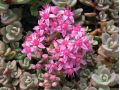 Sedum cyaneum 