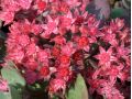Sedum cauticola 