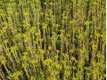 Sedum sediforme - rozchodník