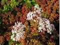 Sedum album 