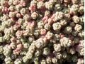 Sedum dasyphyllum - rozchodník