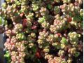 Sedum divergens - rozchodník