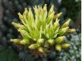 Sedum ochroleucum 