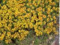 Sedum floriferum 