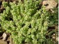 Sedum acre 