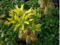 Sedum oreganum - rozchodník